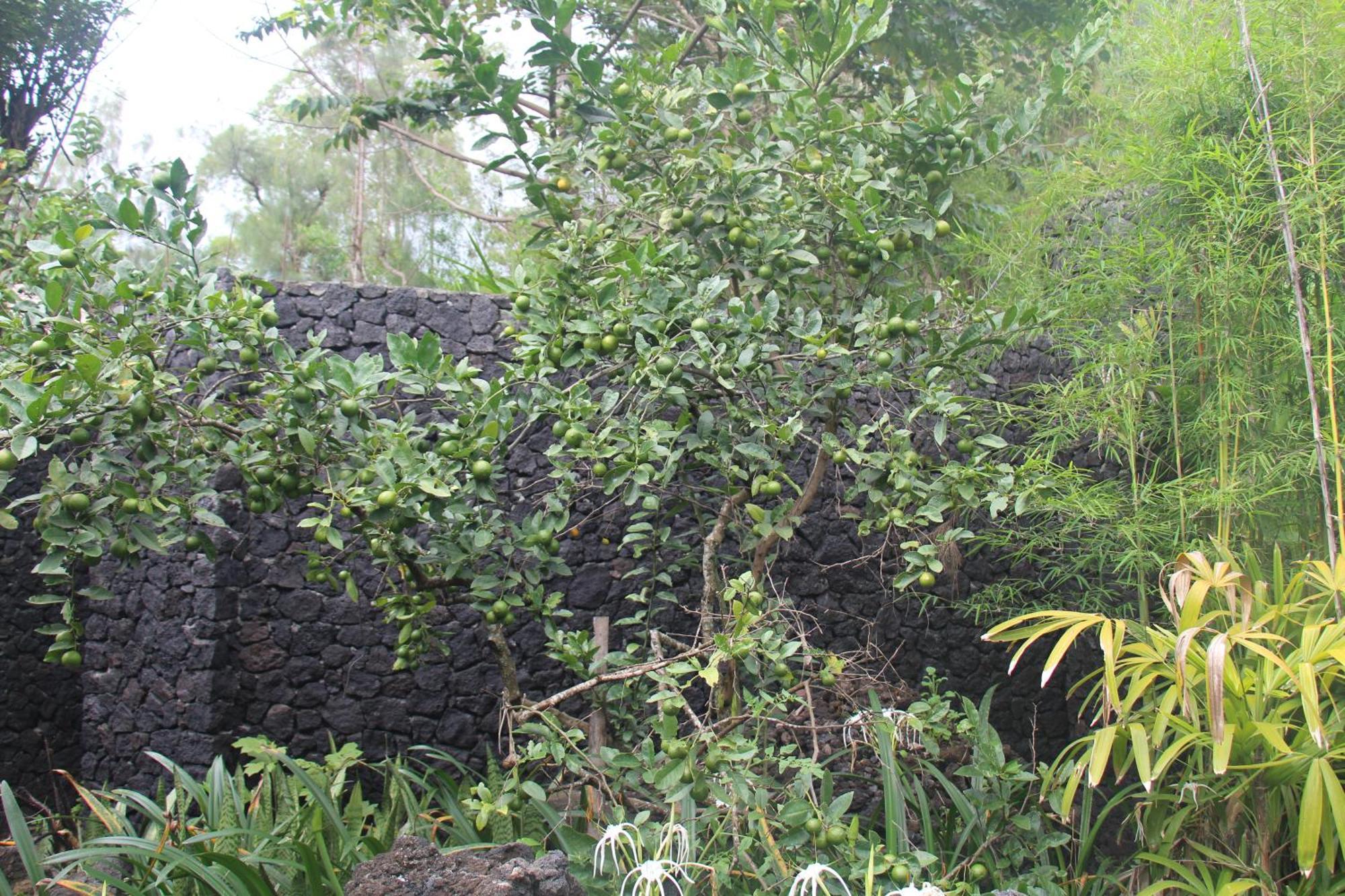 Geopark Village Kintamani  Exterior photo